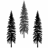 Threefirtrees.png